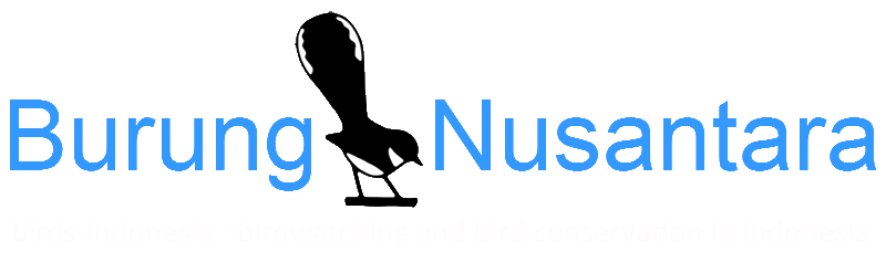 Burung Nusantara - Birding Indonesia