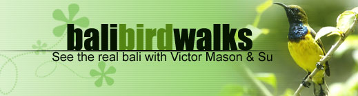 Bali Bird Walk