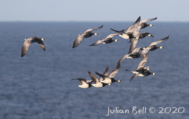 Migrating Barnacle Gesse, Skogsøy, May 2020