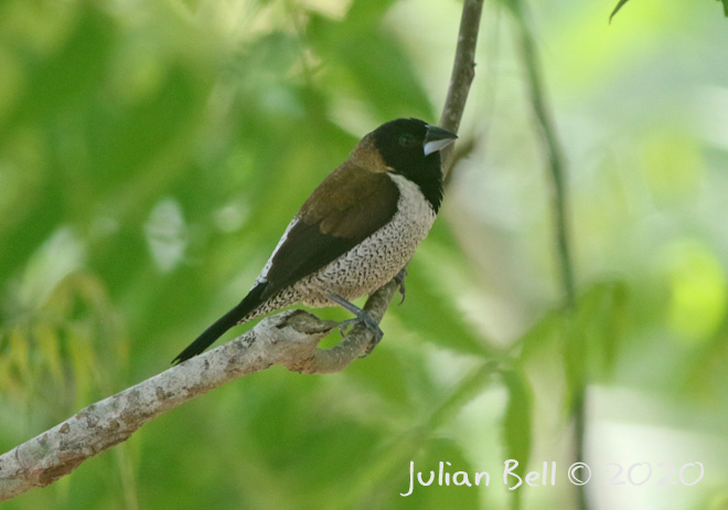 Black-faced Munia, Nusa Lembongan, Indonesia, November 2019