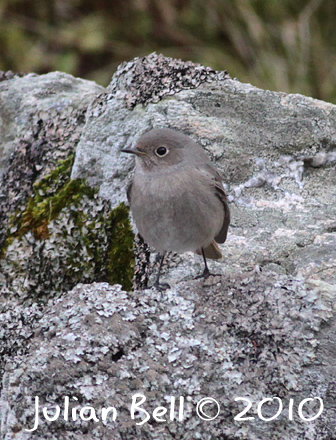 Black Redstart