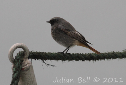 Male Black Redstart onboard survey vessel