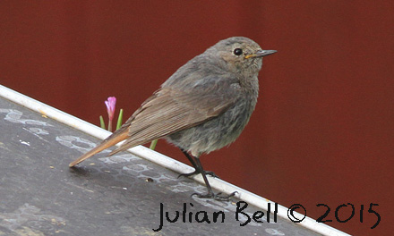 Black Redstart, Hernar, Norway, August 2015