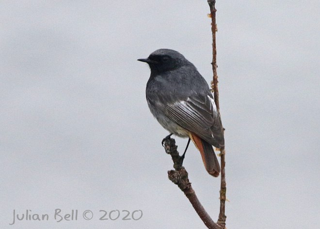 Male Black Redstart, Hernar, Norway, May 2020
