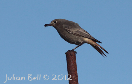 Black Redstart, Herdlevær, March 2012