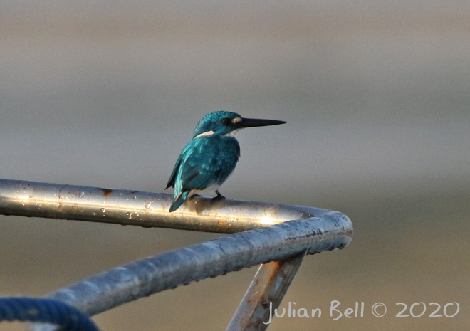 Cerulean Kingfisher, Nusa Lembongan, Indonesia, November 2019