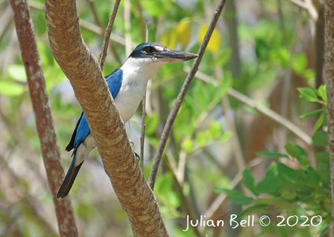 Collared Kingfisher, Nusa Lembongan, Indonesia, November 2019