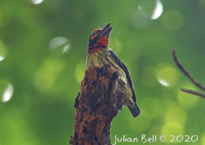 Coppersmith Barbet, Jakarta, Indonesia, November 2019