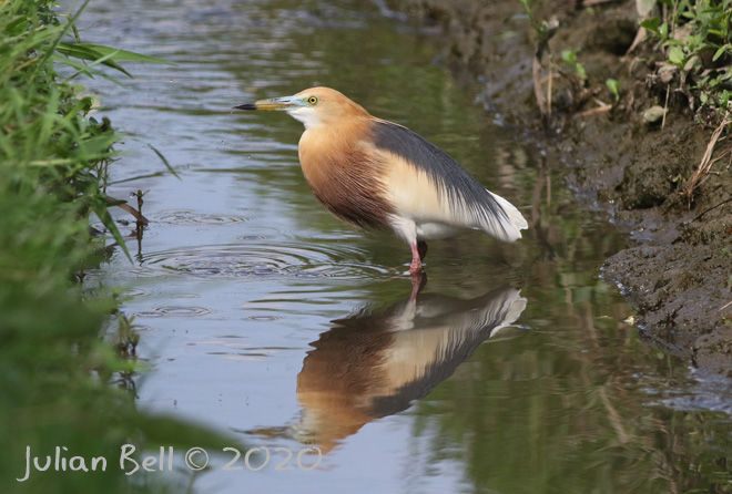 Javan Pond Heron, Ubud, Bali, Indonesia, November 2019
