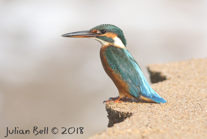 Kingfisher, Cola Beach, Goa, India, November 2017