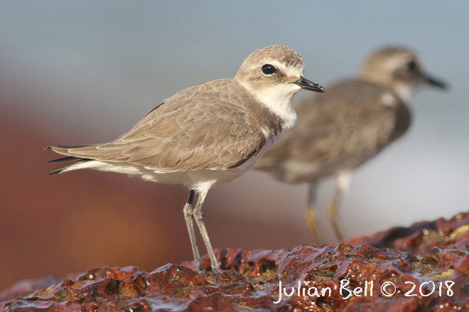 Lesser Sand Plover, Goa, India, November 2017