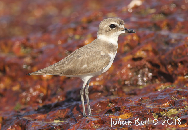 Lesser Sand Plover, Goa, India, November 2017