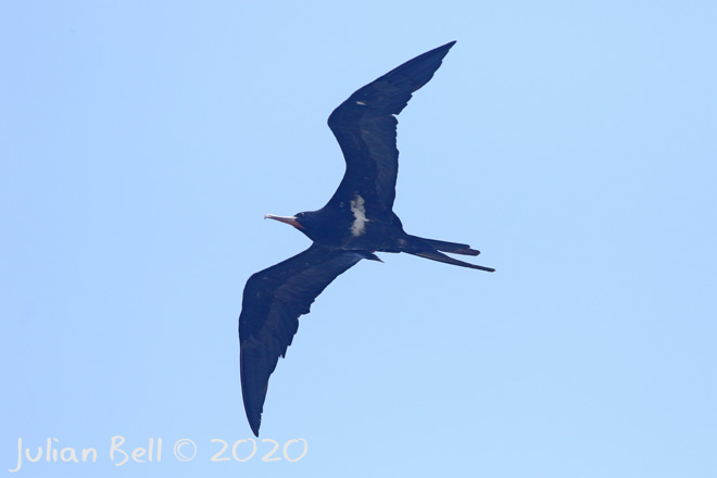Male Lesser Frigatebird, Bingin, Bali, Indonesia, November 2019