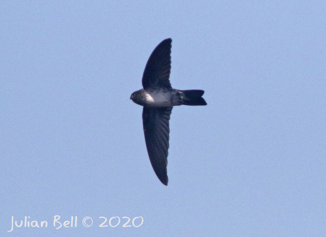Linchi Swiftlet, Bingin, Bali, Indonesia, November 2019
