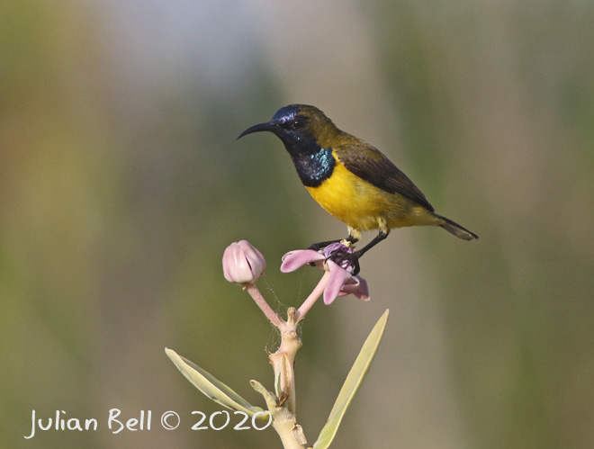 Ornate Sunbird