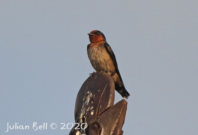 Pacific Swallow, Nusa Lembongan, Indonesia, November 2019