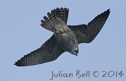 Peregrine at Skogsøy