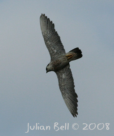 Peregrine - Vandrefalk - Falco peregrinus