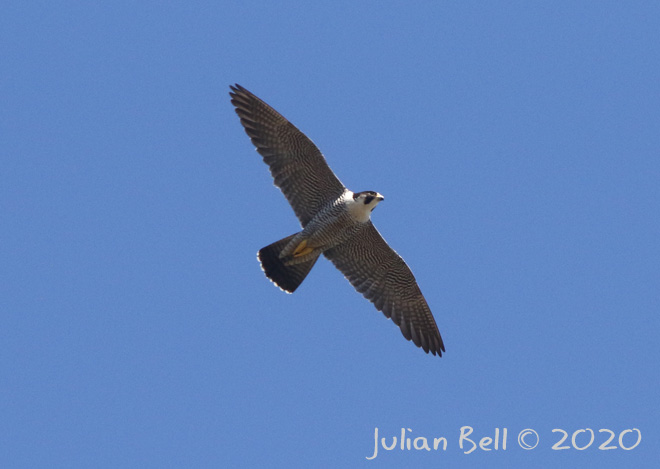 Peregrine, Øygarden, Norway, May 2020