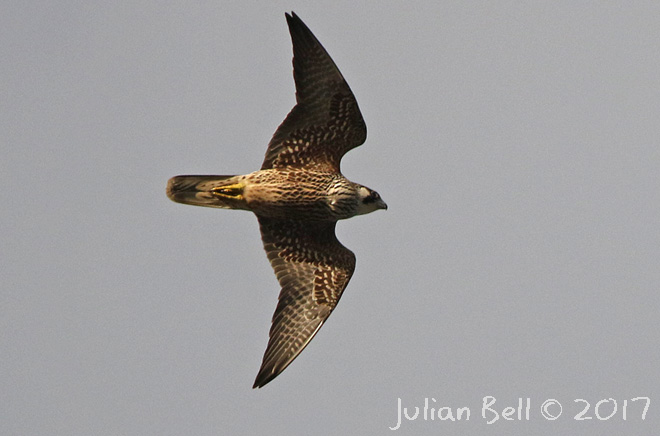First year Peregrine, Herdlevær, October 2017