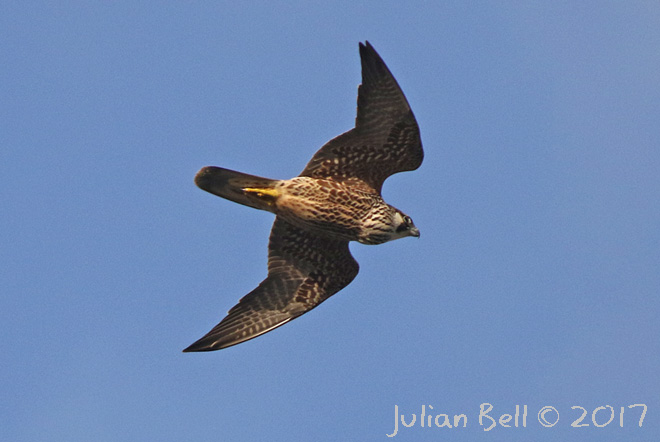 First year Peregrine, Herdlevær, October 2017