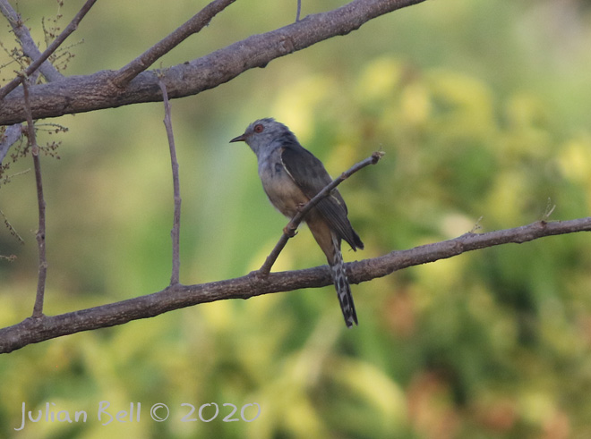 Plaintive Cuckoo, Ubud, Bali, Indonesia, November 2019