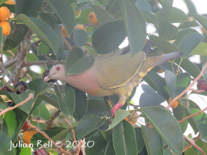 Pink-necked Green Pigeon, Nusa Lembongan, Indonesia, November 2019