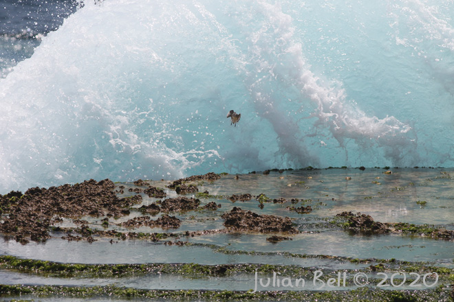 Red-necked Phalarope, Devil's Tear, Nusa Lembongan, Indonesia