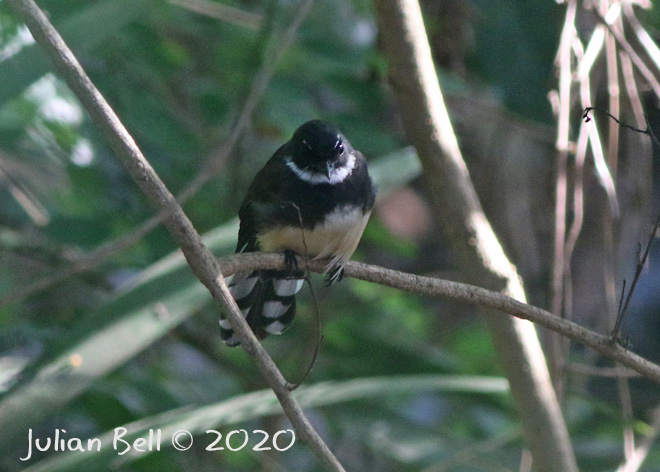 Sunda Pied Fantail, Bingin, Bali, Indonesia, November 2019