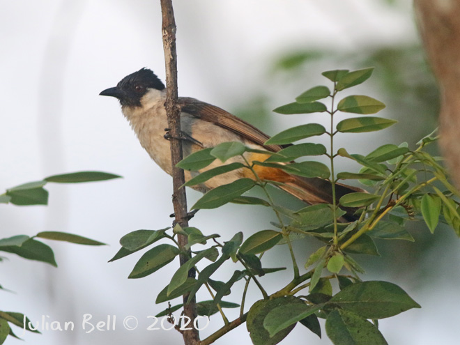 Sooty-headed Bulbul, Nusa Lembongan, Indonesia, November 2019