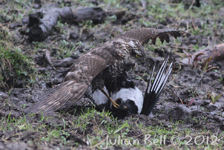 Sparrowhawk mud-wrestling a magpie