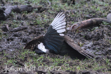 Sparrowhawk mud-wrestling a magpie