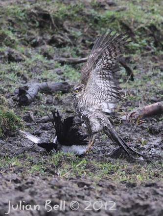 Sparrowhawk mud-wrestling a magpie