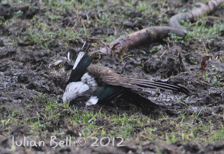 Sparrowhawk mud-wrestling a magpie