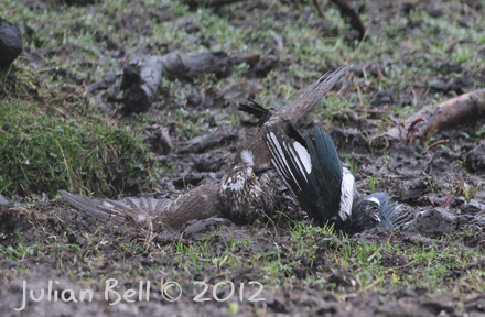 Sparrowhawk mud-wrestling a magpie
