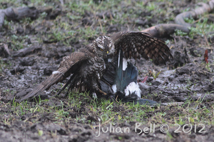 Sparrowhawk mud-wrestling a magpie