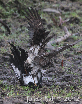 Sparrowhawk mud-wrestling a magpie