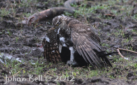 Sparrowhawk mud-wrestling a magpie