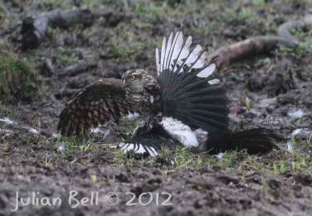 Sparrowhawk mud-wrestling a magpie