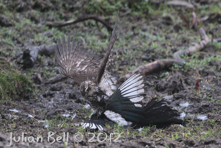 Sparrowhawk mud-wrestling a magpie