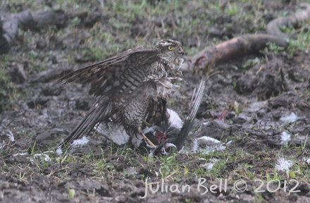 Sparrowhawk mud-wrestling a magpie