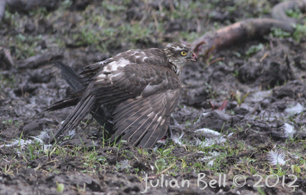 Sparrowhawk mud-wrestling a magpie