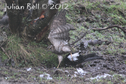 Sparrowhawk mud-wrestling a magpie