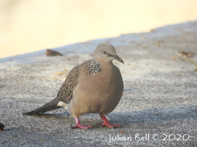 Spotted Dove, Nusa Lembongan, Indonesia, November 2019
