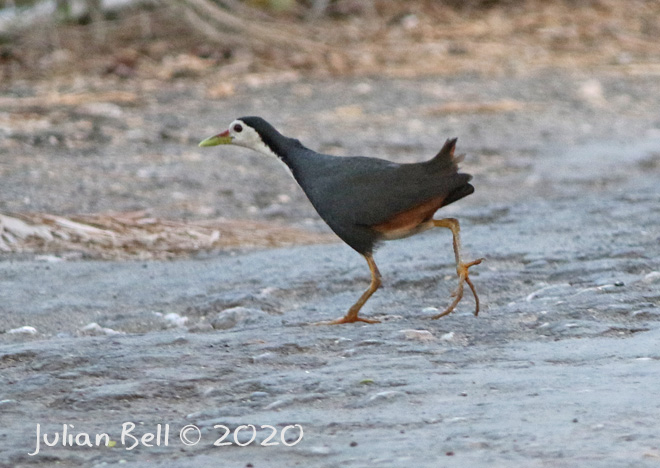 White-breasted Waterhen, Nusa Lembongan, Indonesia, November 2019