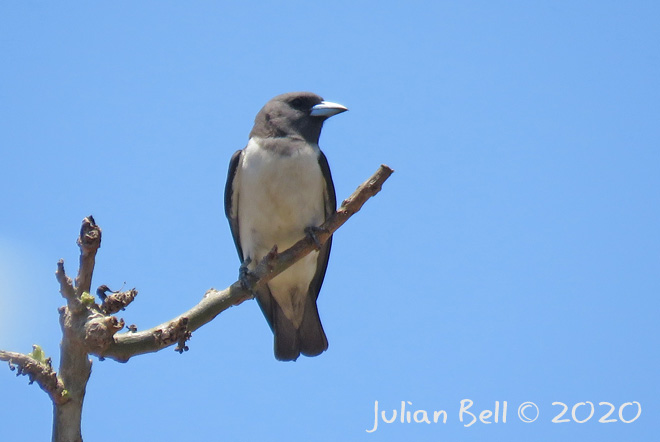 White-breasted Woodswallow, Nusa Lembongan, Indonesia, November 2019