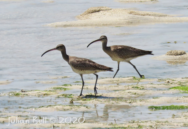 Whimbrels, Nusa Lemongang, Indonesia, November 2019