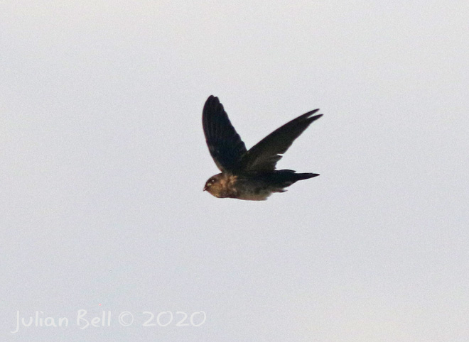 Linchi Swiftlet, Bingin, Bali, Indonesia, November 2019