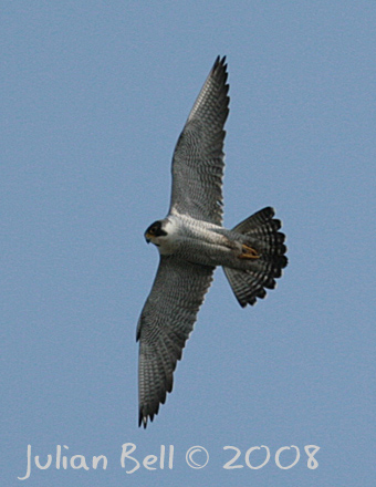 Peregrine - Vandrefalk - Falco peregrinus