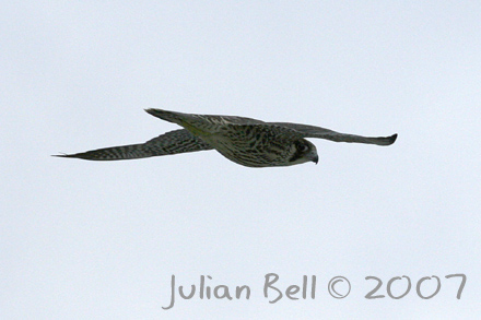 Peregrine - Vandrefalk - Falco peregrinus